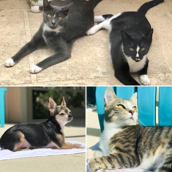 Meet your Posher, Nicky - Picture 2 of 2